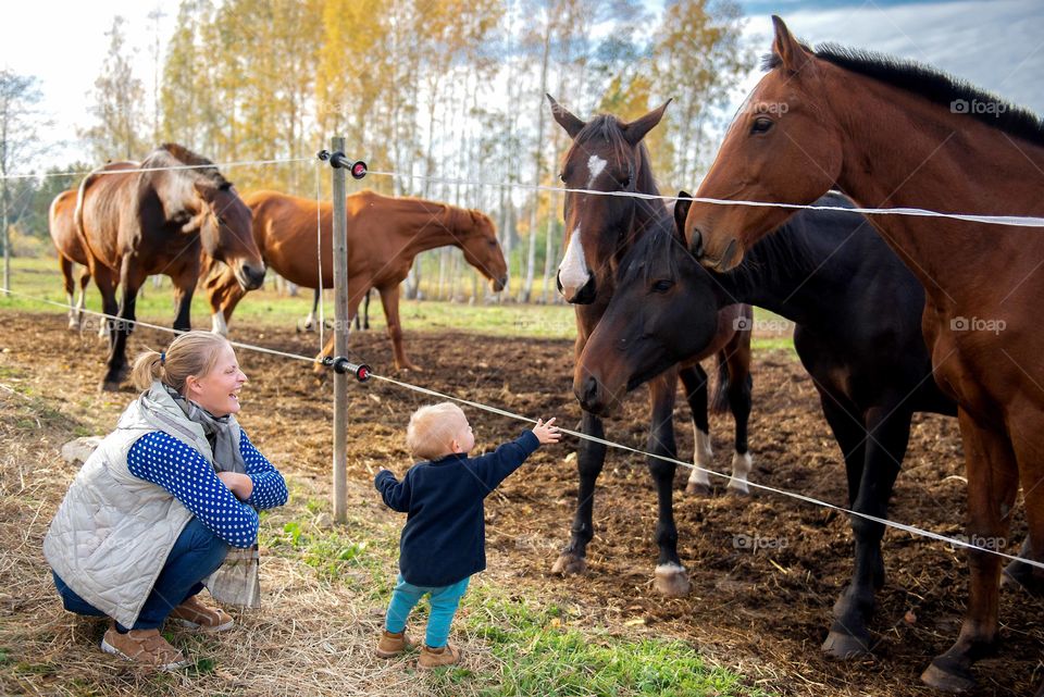 Mother introduces her baby to horses