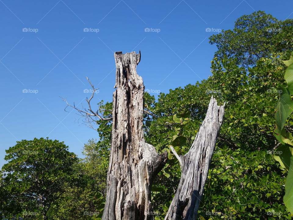Dried Out Tree
