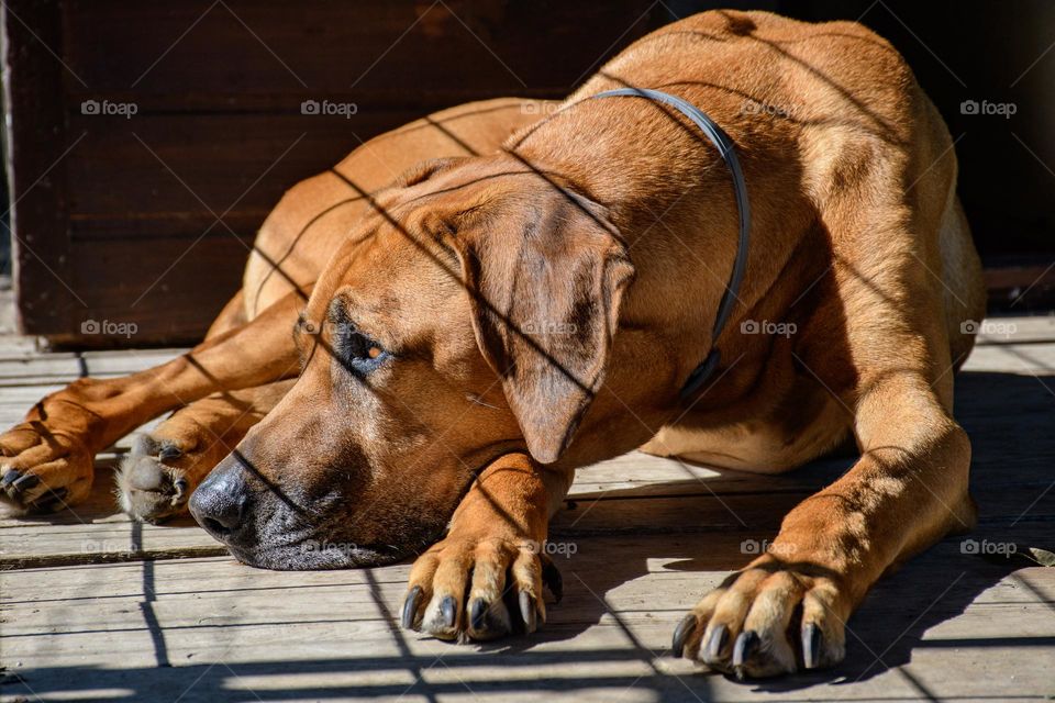 Portrait of sad and worried ridgeback breed dog laying on wooden boards, looking away