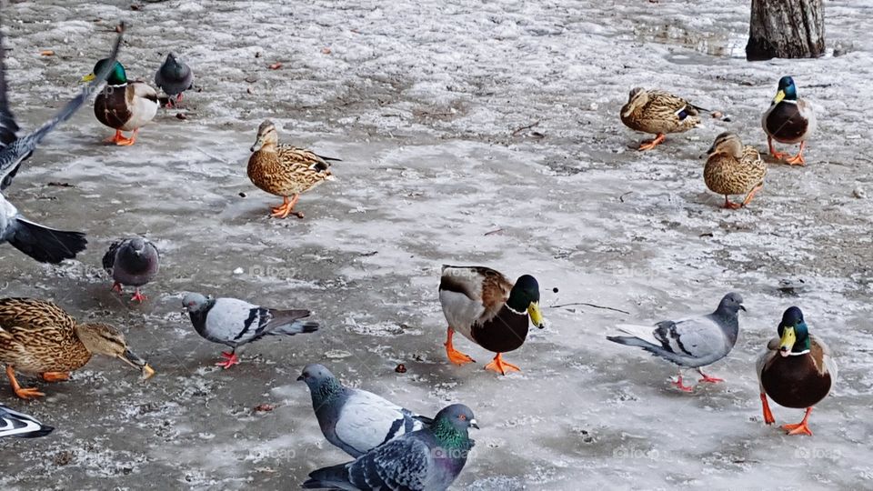 Bird, Duck, Winter, Water, Snow
