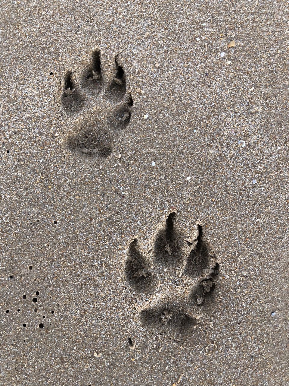 Dog footprints