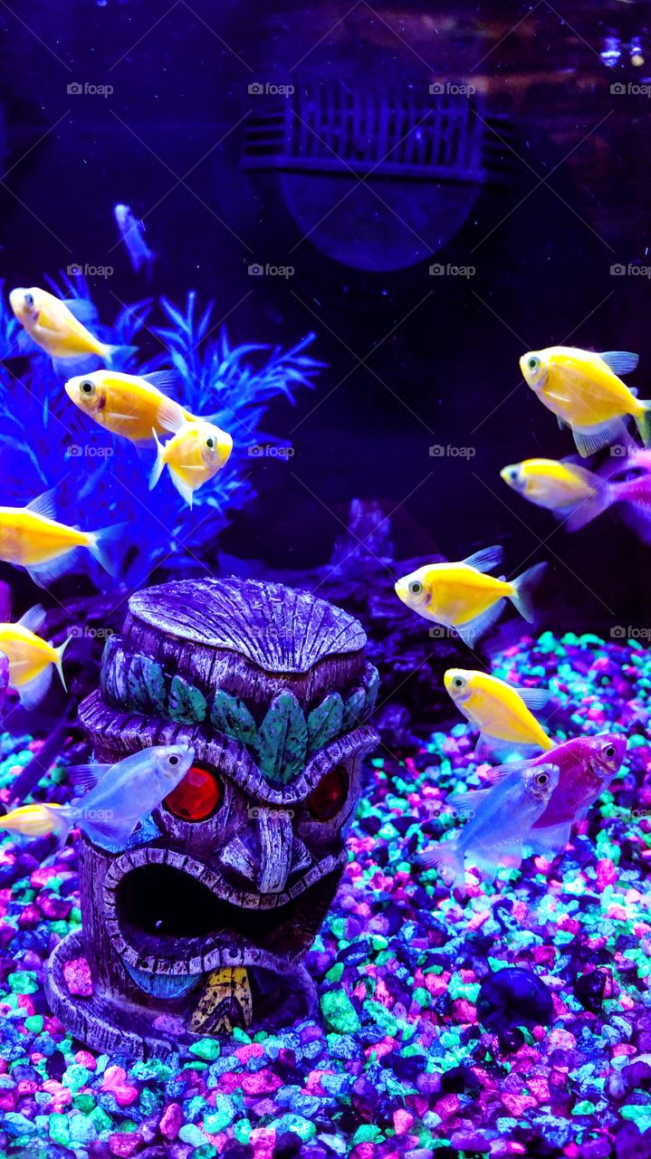 Neon fish