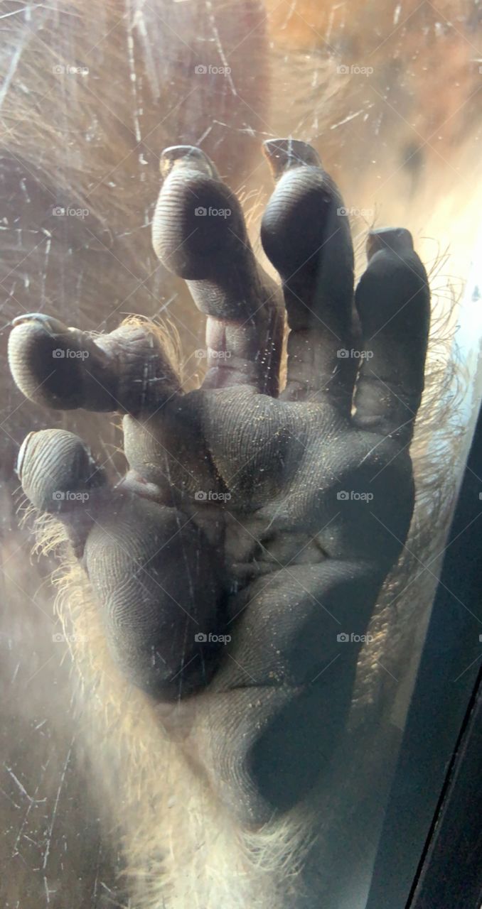 Monkey hand close up