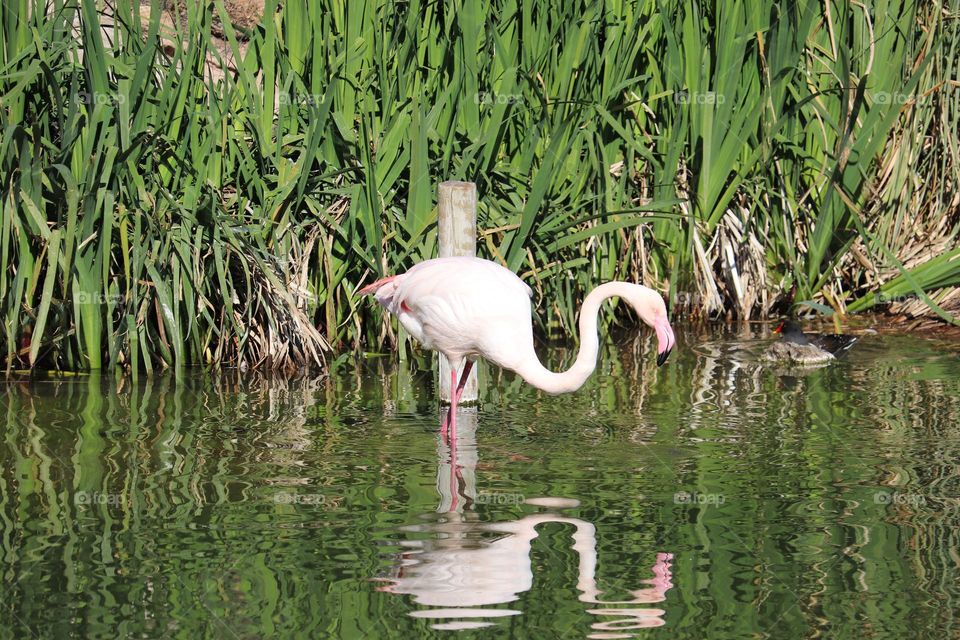 Pink flamingo