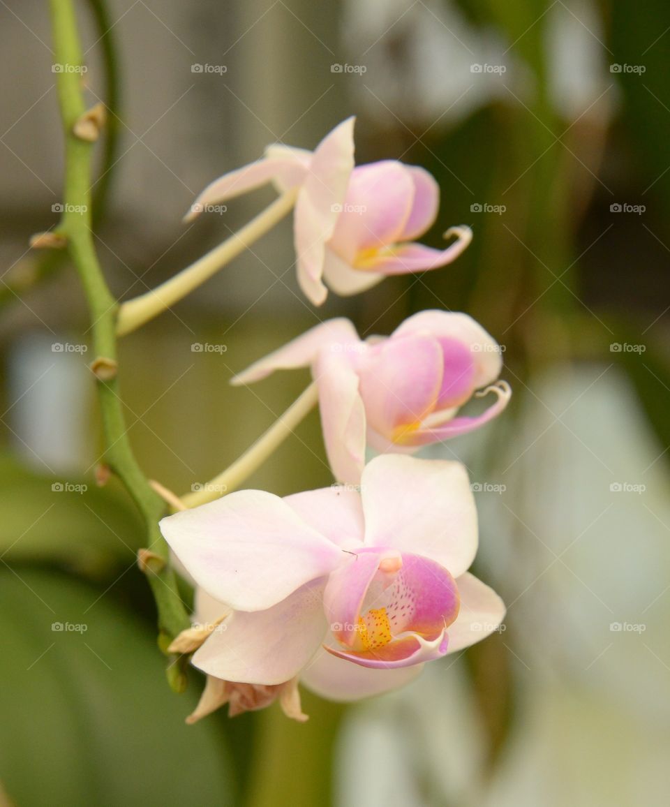 Pink Orchids. 