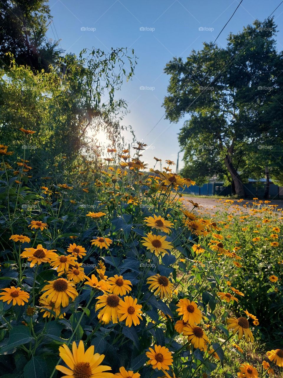 beautiful yellow flowers in the evening in countryside