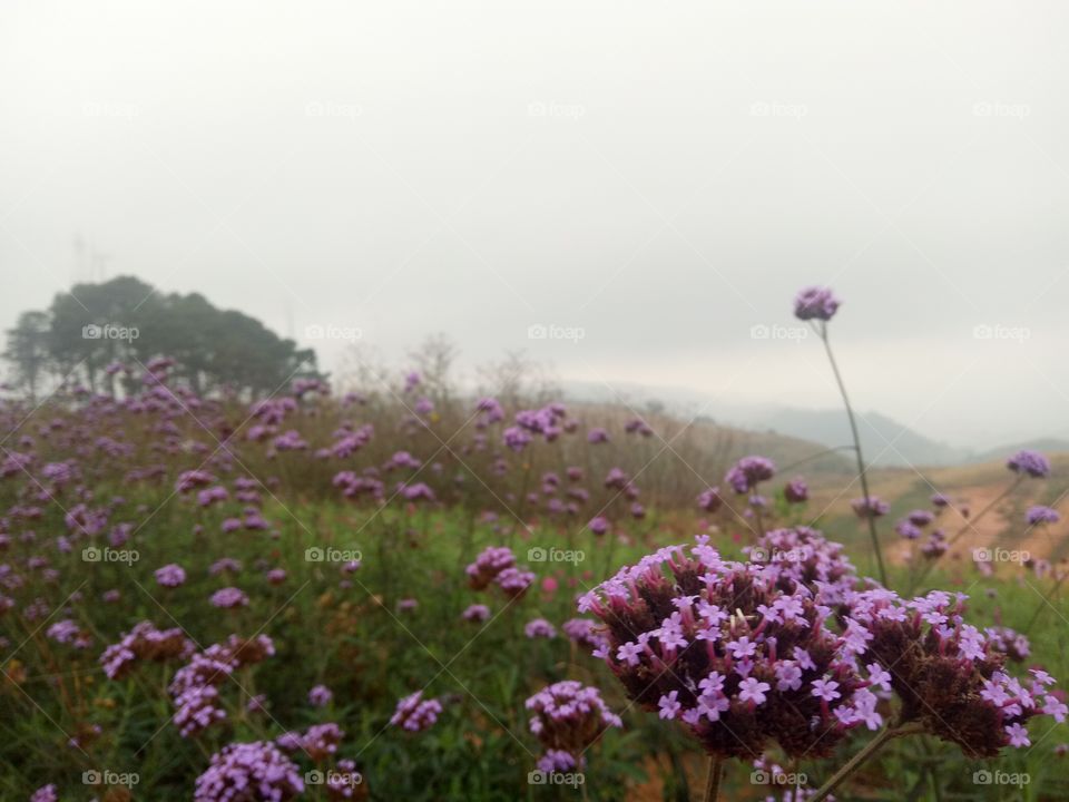 Close-up of pink flowering plants on field against sky.