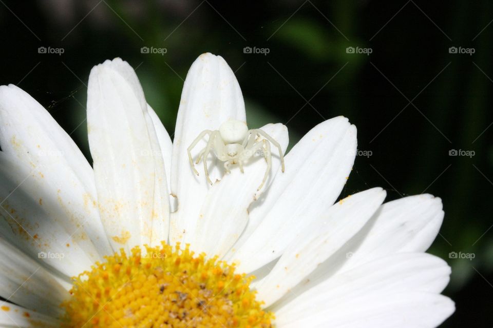 White spider on daisy