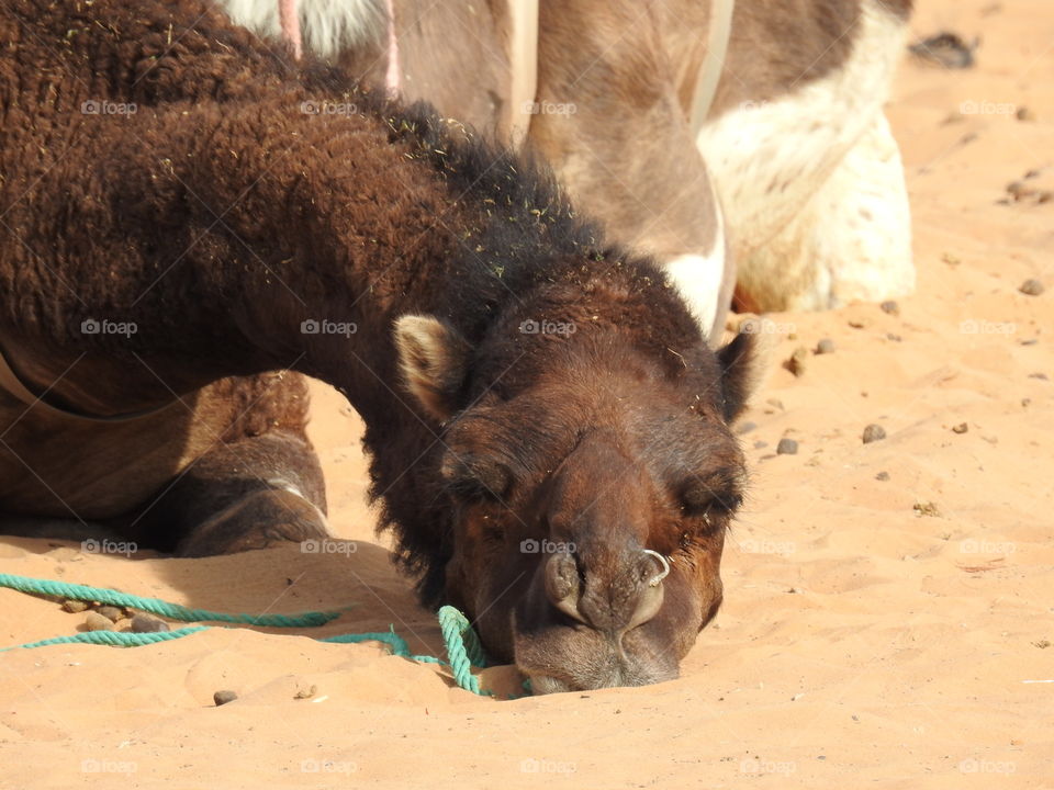 Close-up of camel