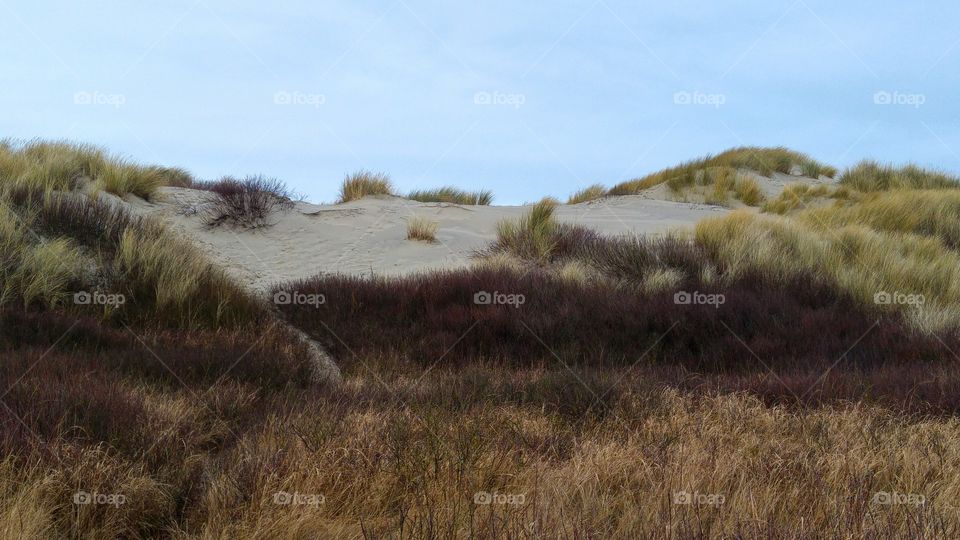 Dunes near the sea