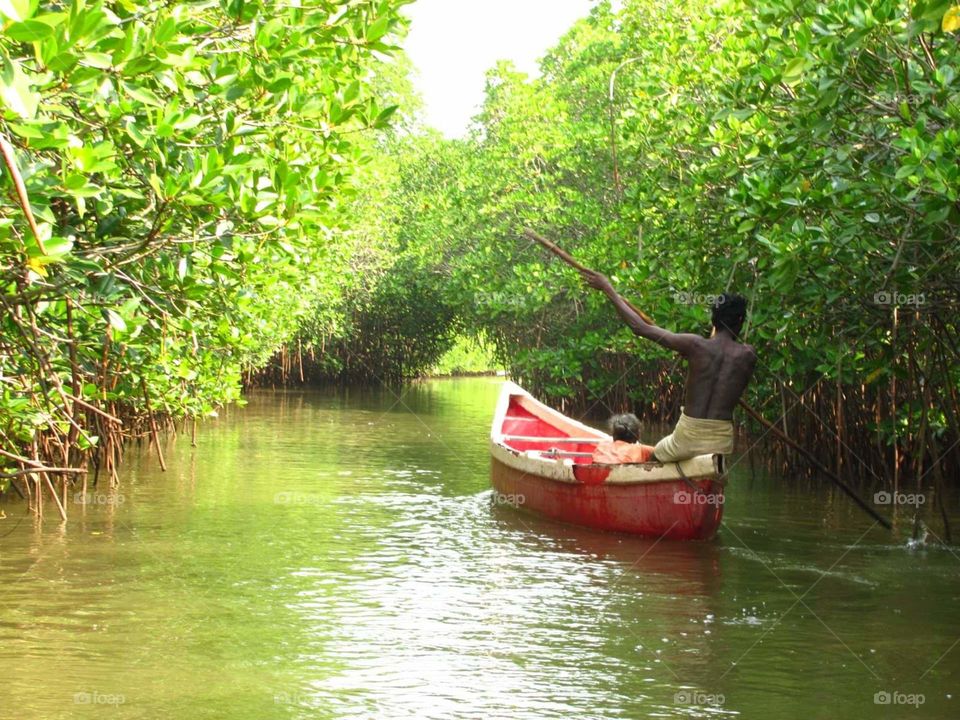 mangrove forest boating