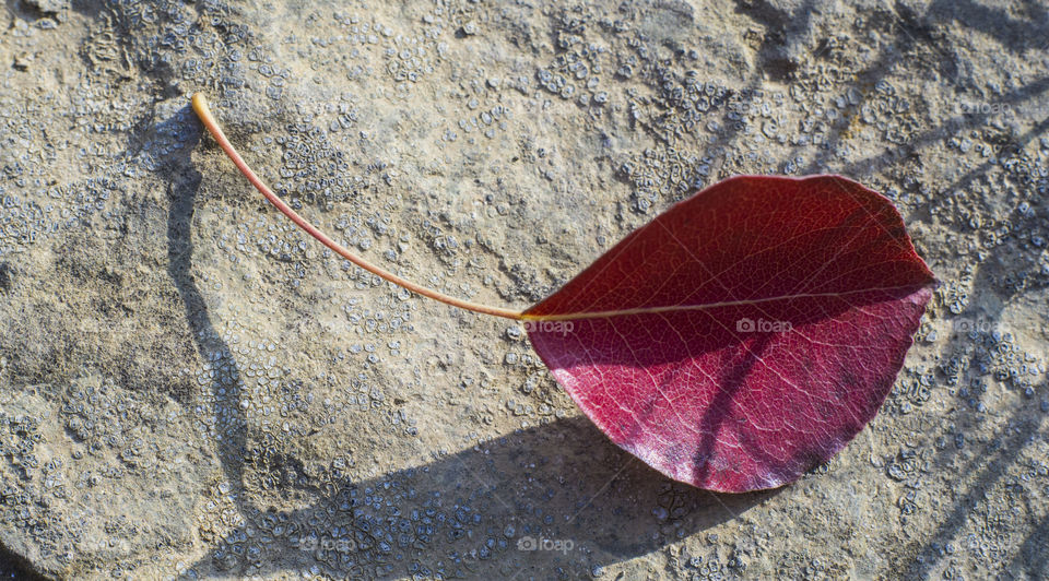 Red leaf