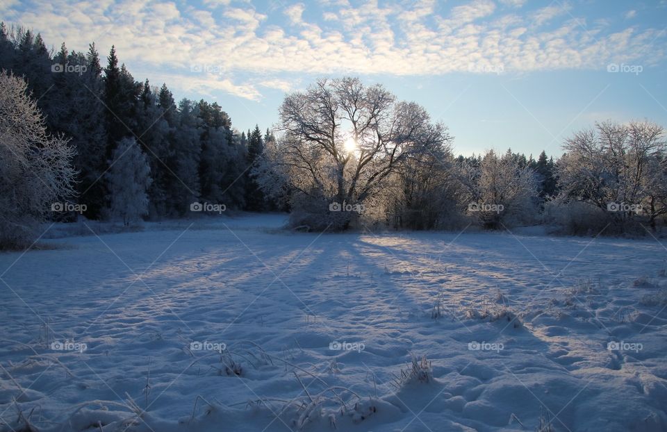 Sunny Winter day