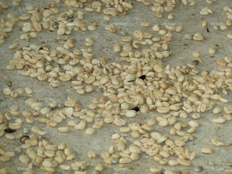 Green coffee beans drying before roasting.