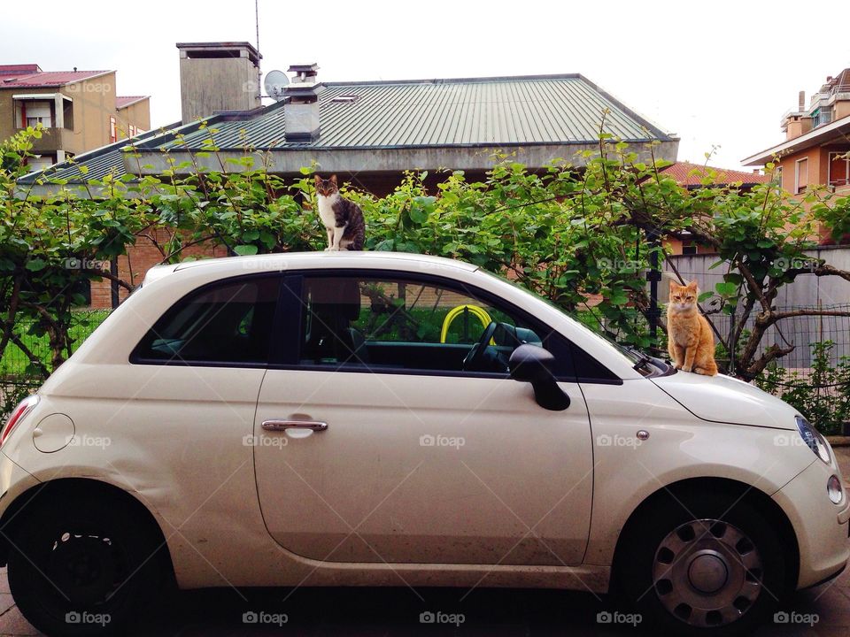 Two cat, one car 