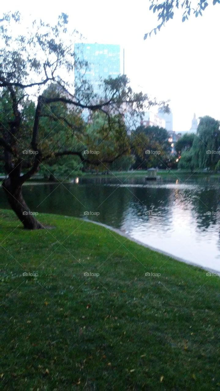 Tree, Park, Landscape, Grass, Nature