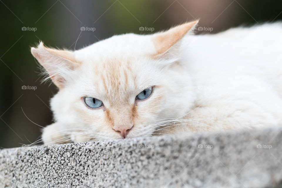Portrait of a serious looking cat with beautiful blue eyes 