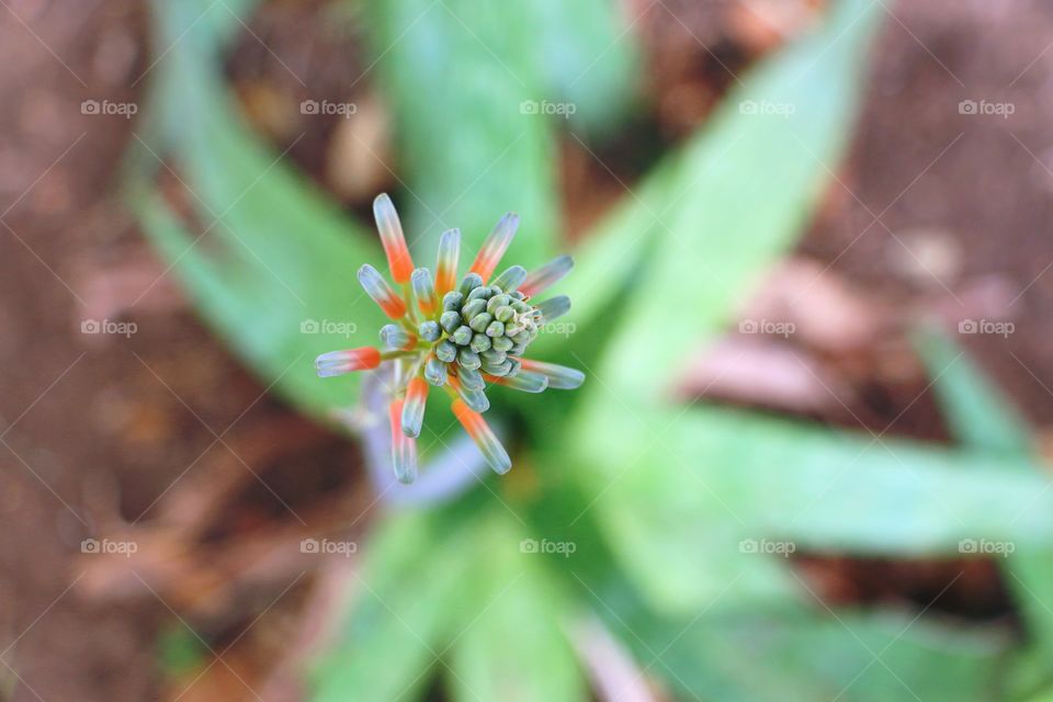 High angle view of agave bud