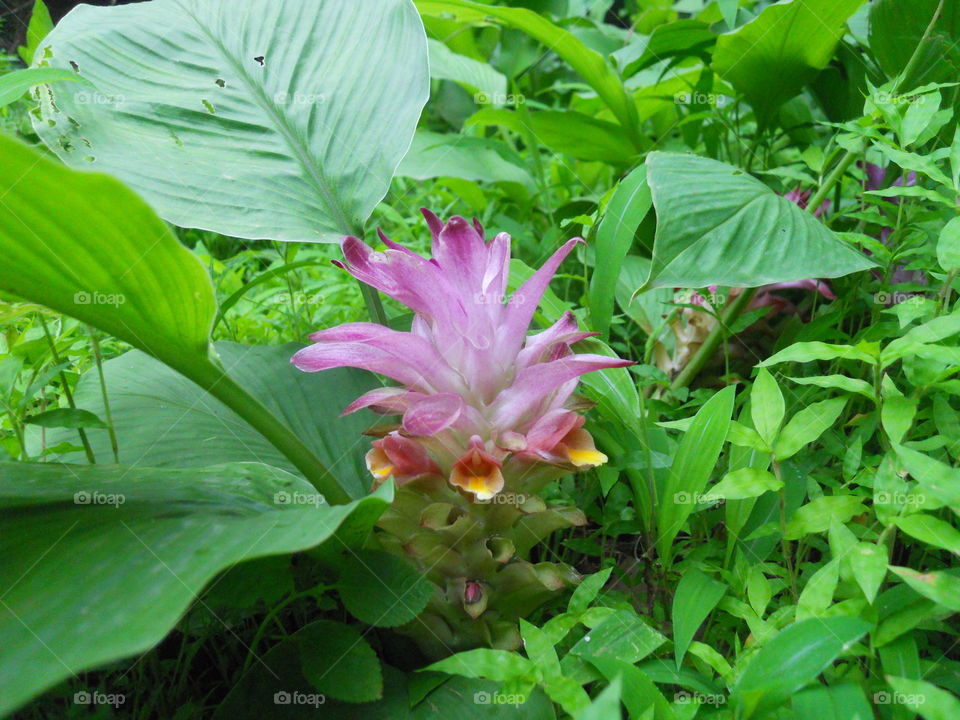 Tropical Wild Flower