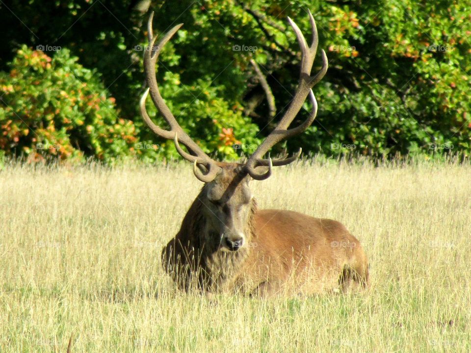 Stag sat in the autumn sunshine 🦌