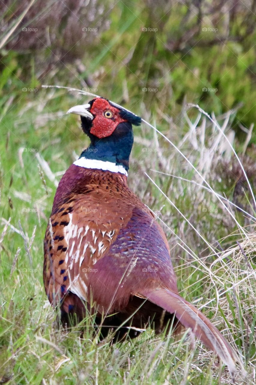 pheasant