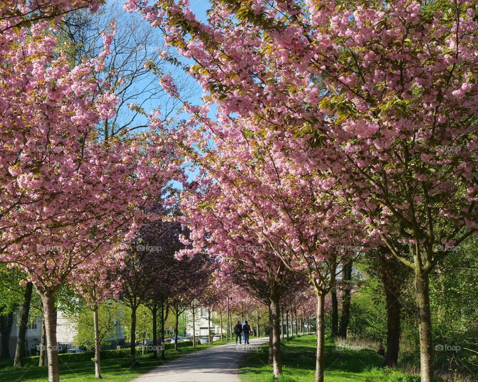 Beautiful cherry blossoms way