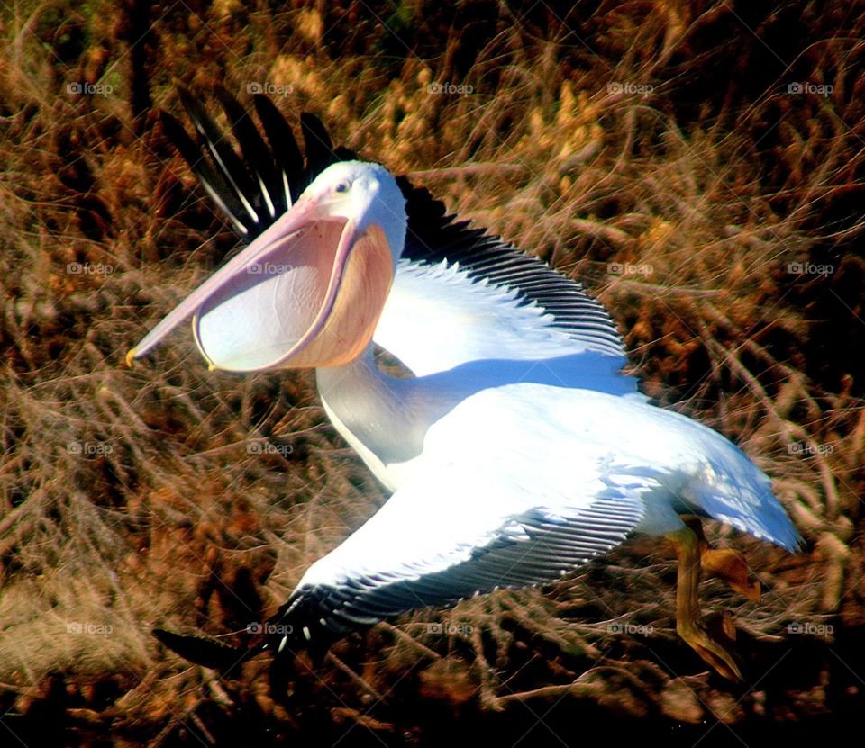Pelican Landing with Fully Open Beak