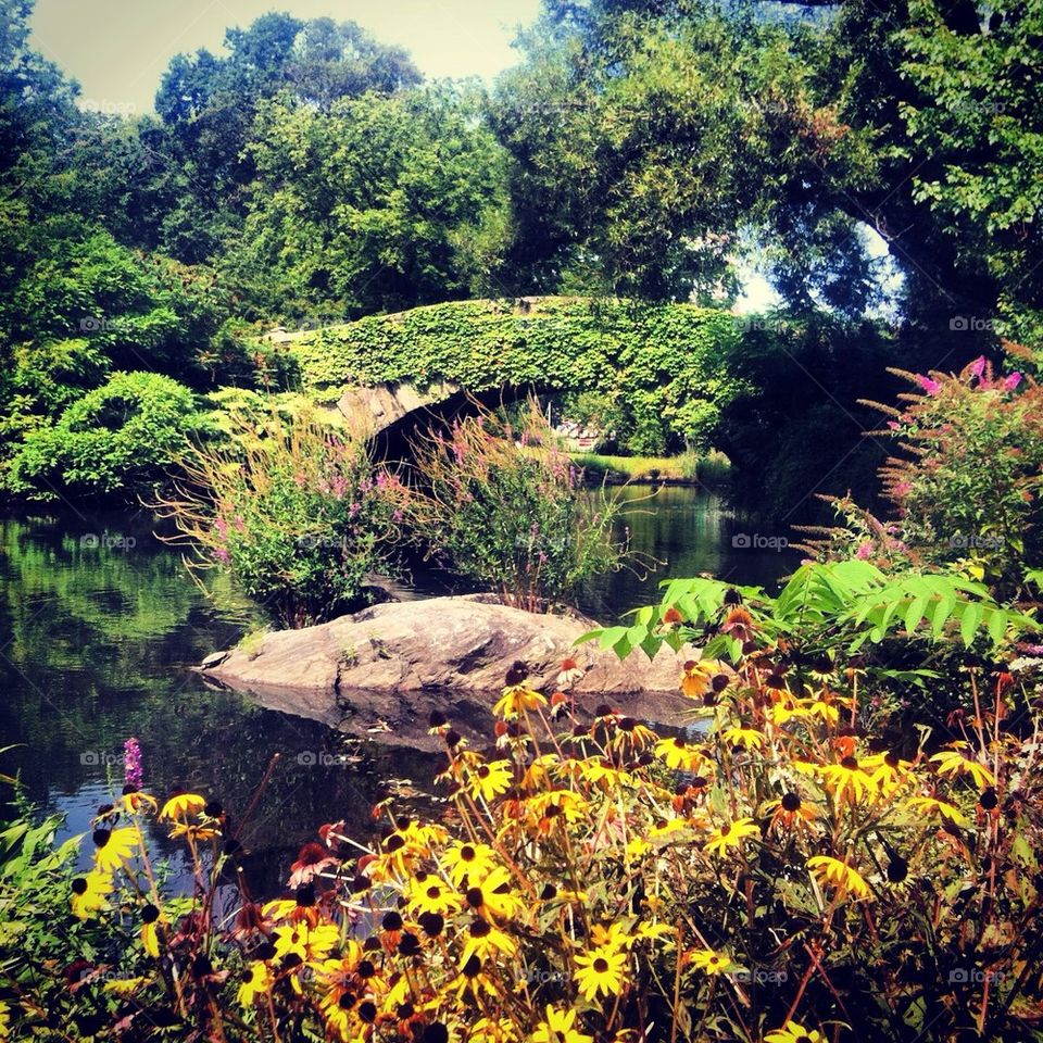 Central Park Duck Pond