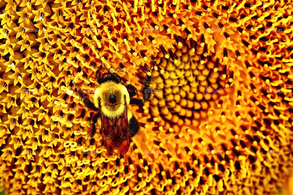 Bee on the sunflower 