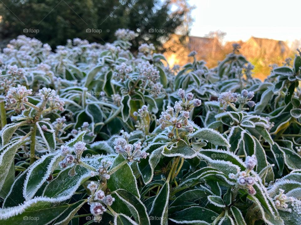 Beautiful cold but sunny frosty morning 