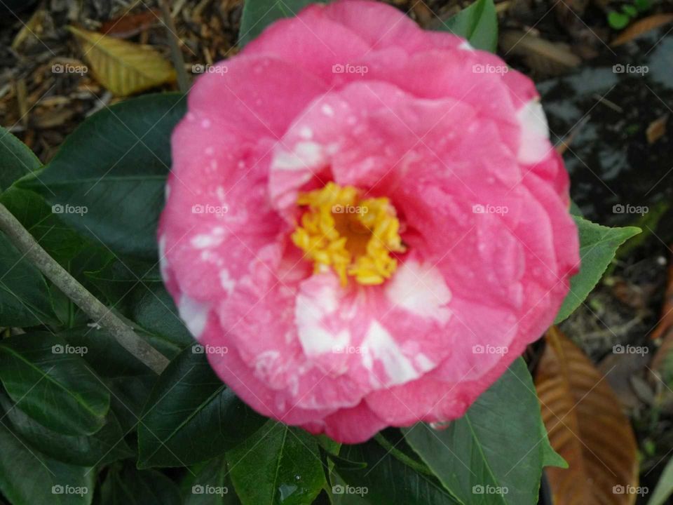 pink camellia