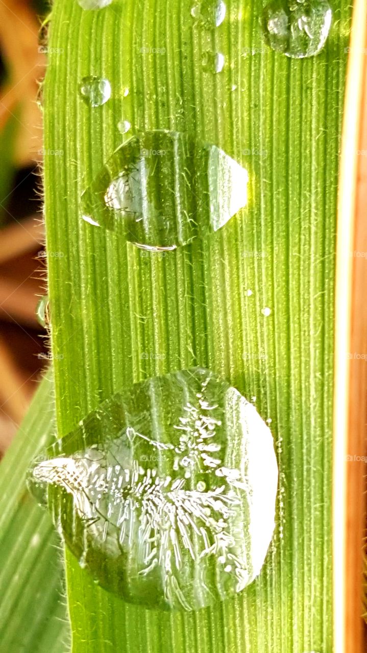 Frozen drops of dew on the grass.