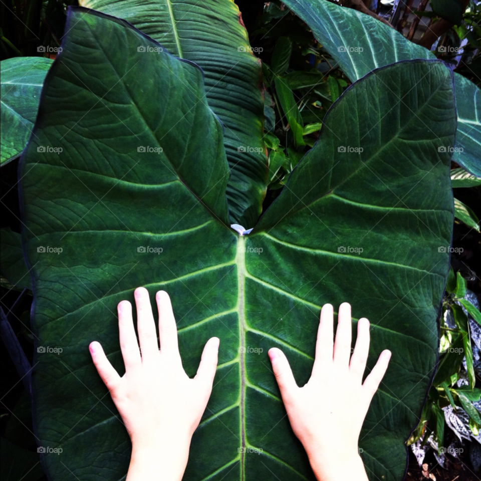 hands leaf djungle by akempe