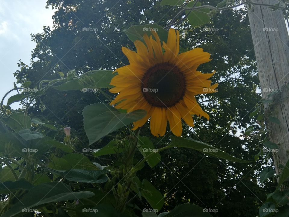 Summertime Sunflower
