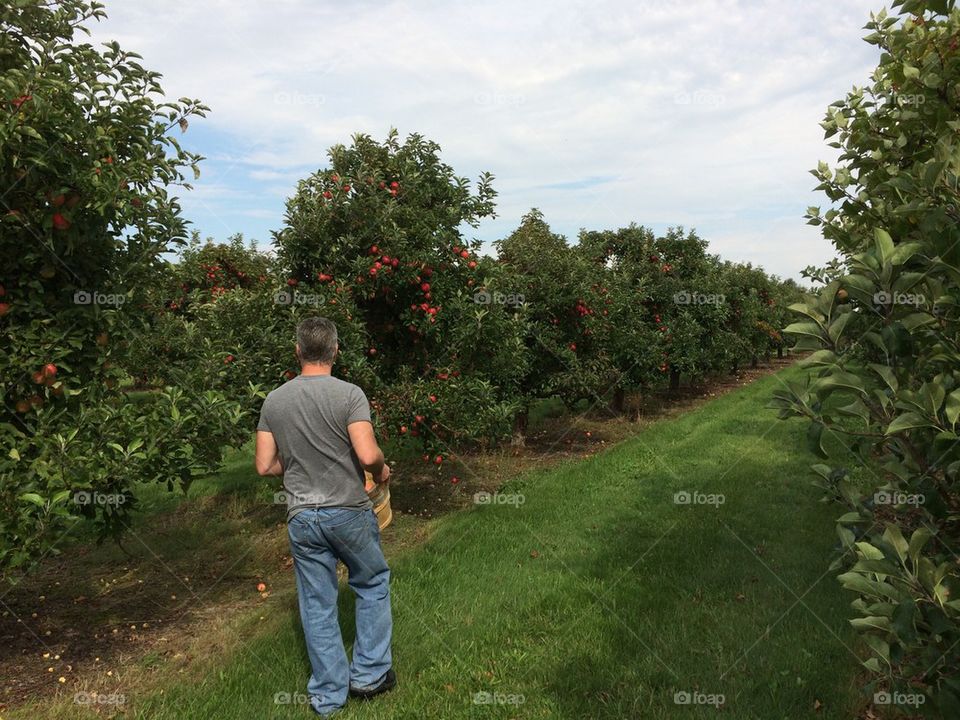 Northern Michigan apple picking