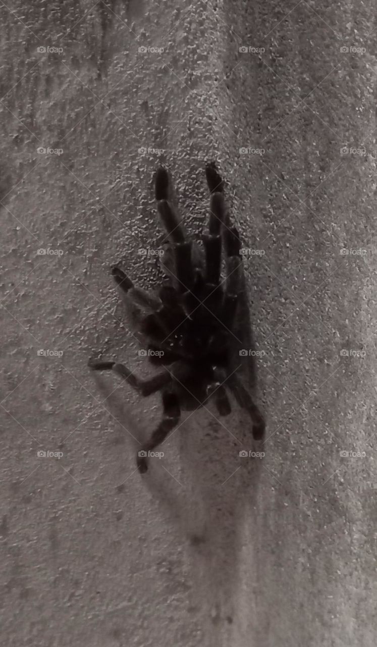 Essa é  uma aranha peluda.