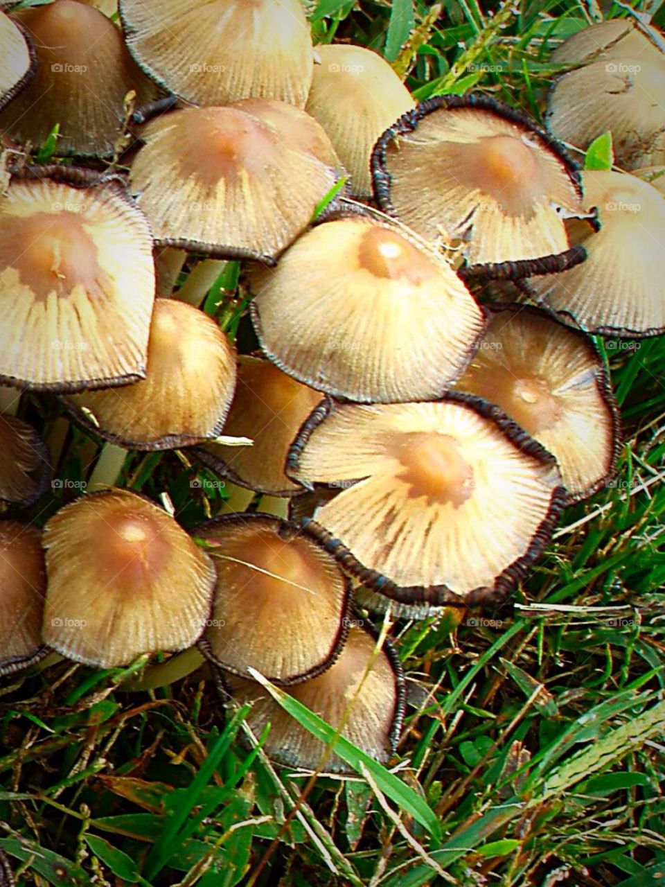 fungus
