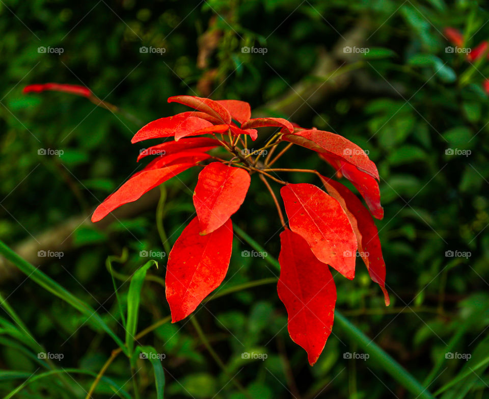 Vibrant Red Color Leaves against Green Vegetations.