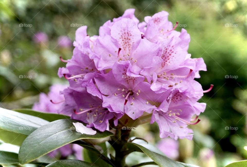 Beautiful Rhododendron just opening out into these glorious flowers ... a beautiful pop of colour in my garden 💜