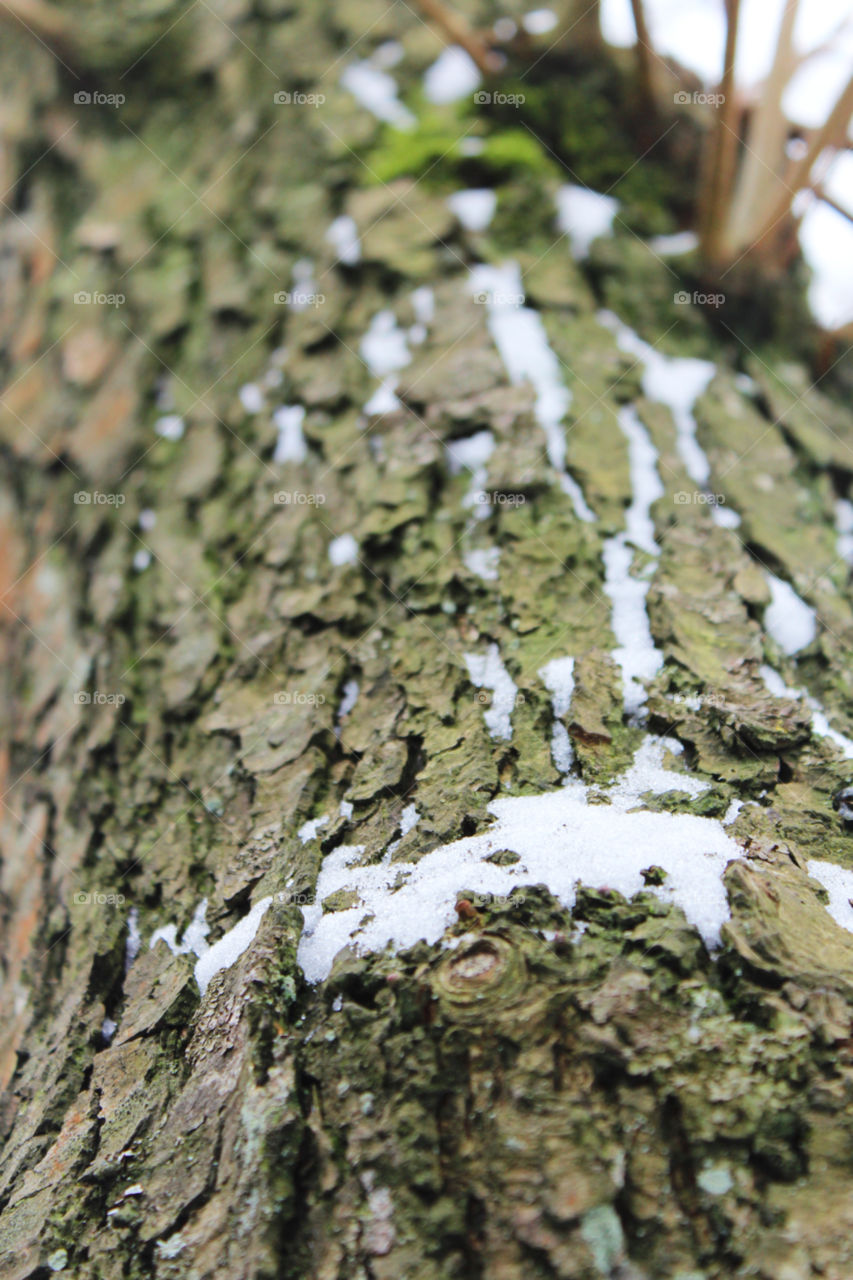 snow winter nature tree by twilite