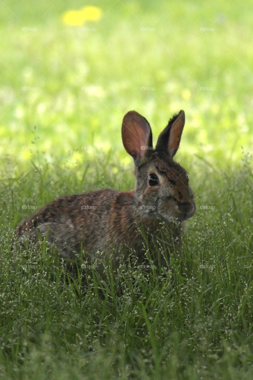Bunny in the grass 