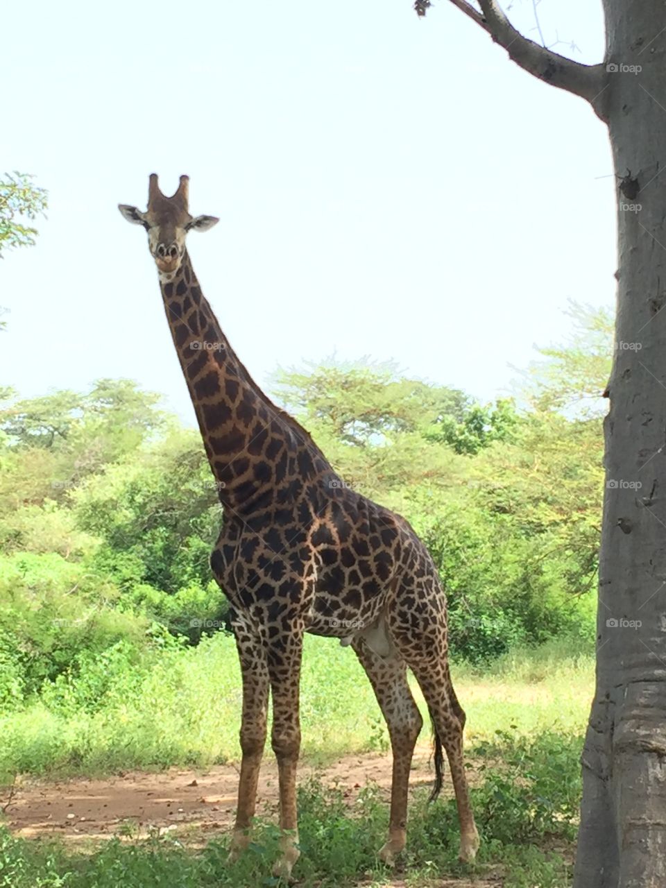 Giraffe, Wildlife, Nature, Mammal, Safari