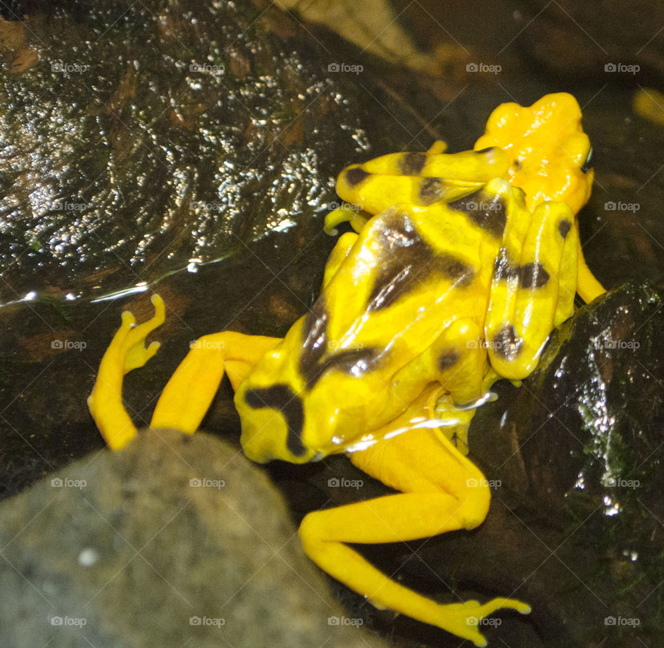 frog riding piggy back . two frogs one riding on top of ither backwards