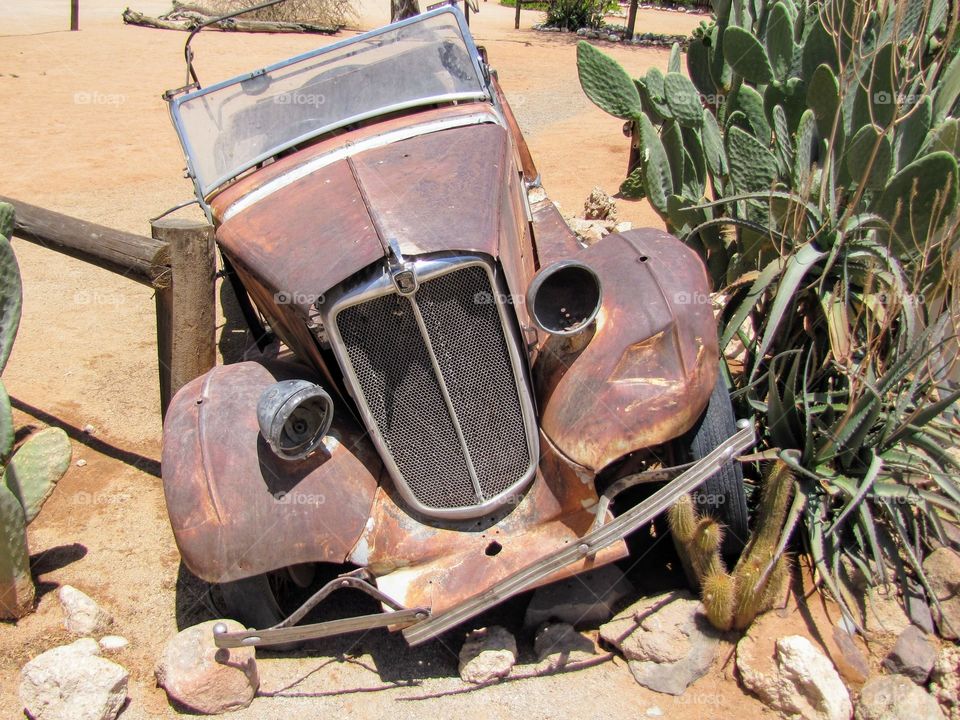 Old metal car in the desert next to green cactus