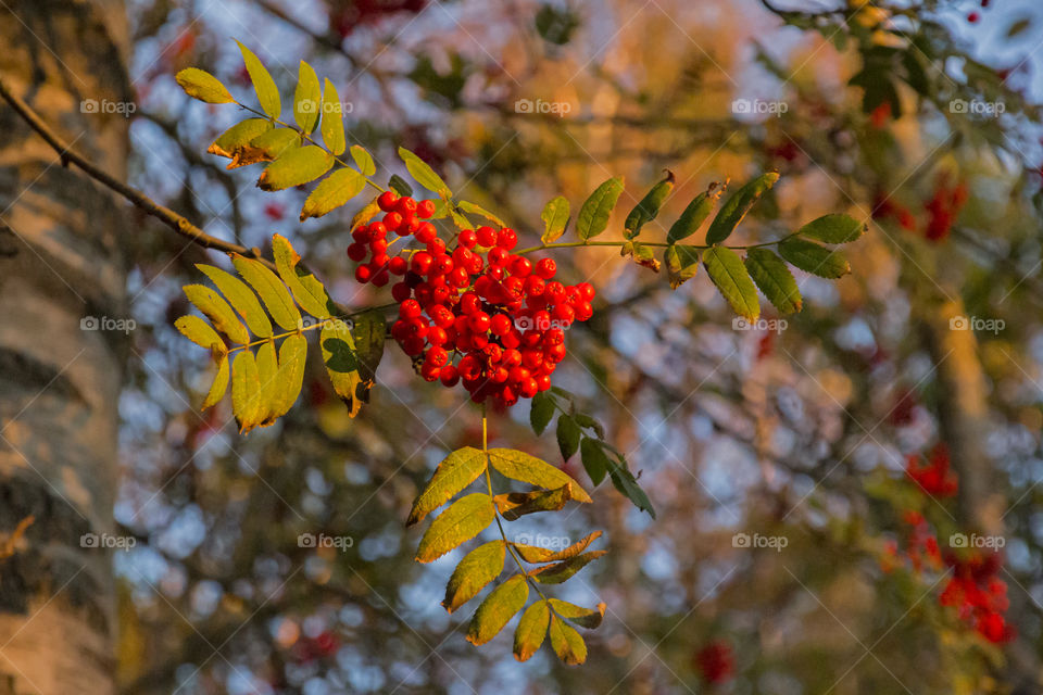 Close-up of ripe berries