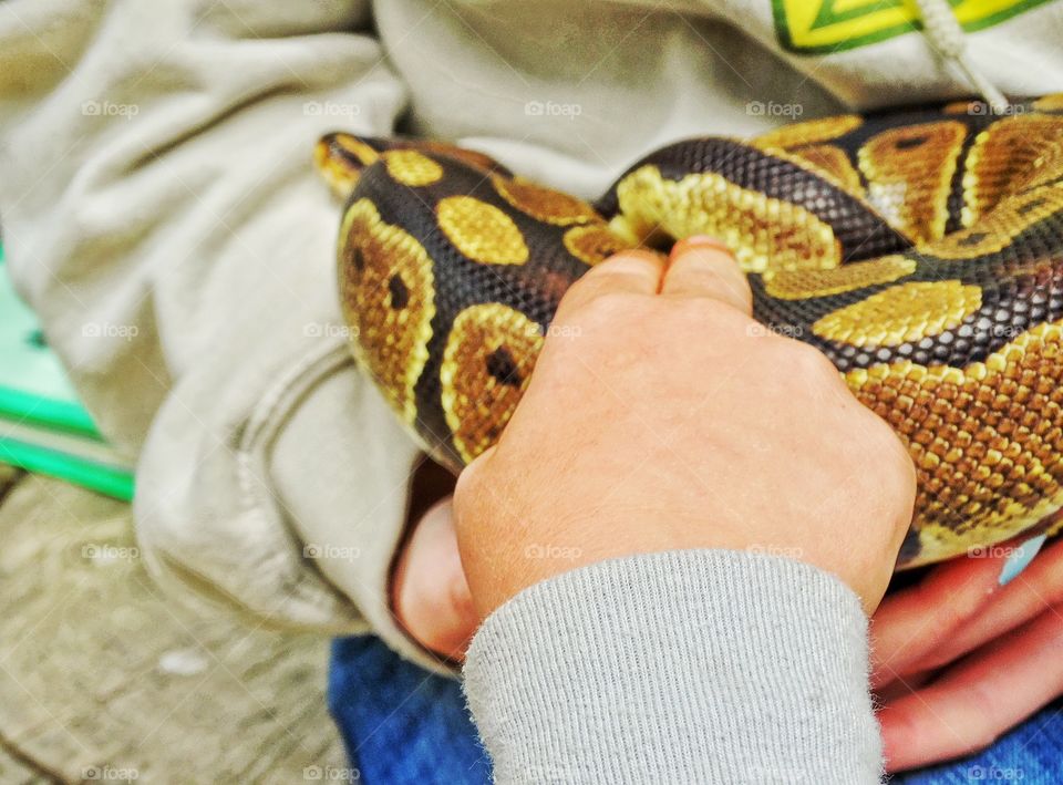 Exotic Pet Snake. Child Overcoming Fear Of Snakes
