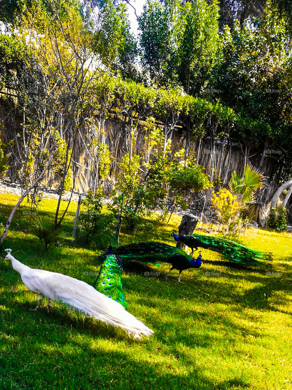 Beautiful photography of peacock . wildlife photography