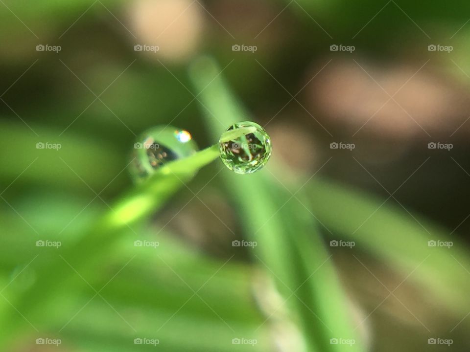 Macro shot of water falling from grass