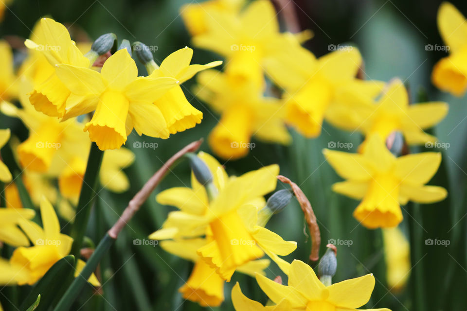 Bright yellow Daffodils