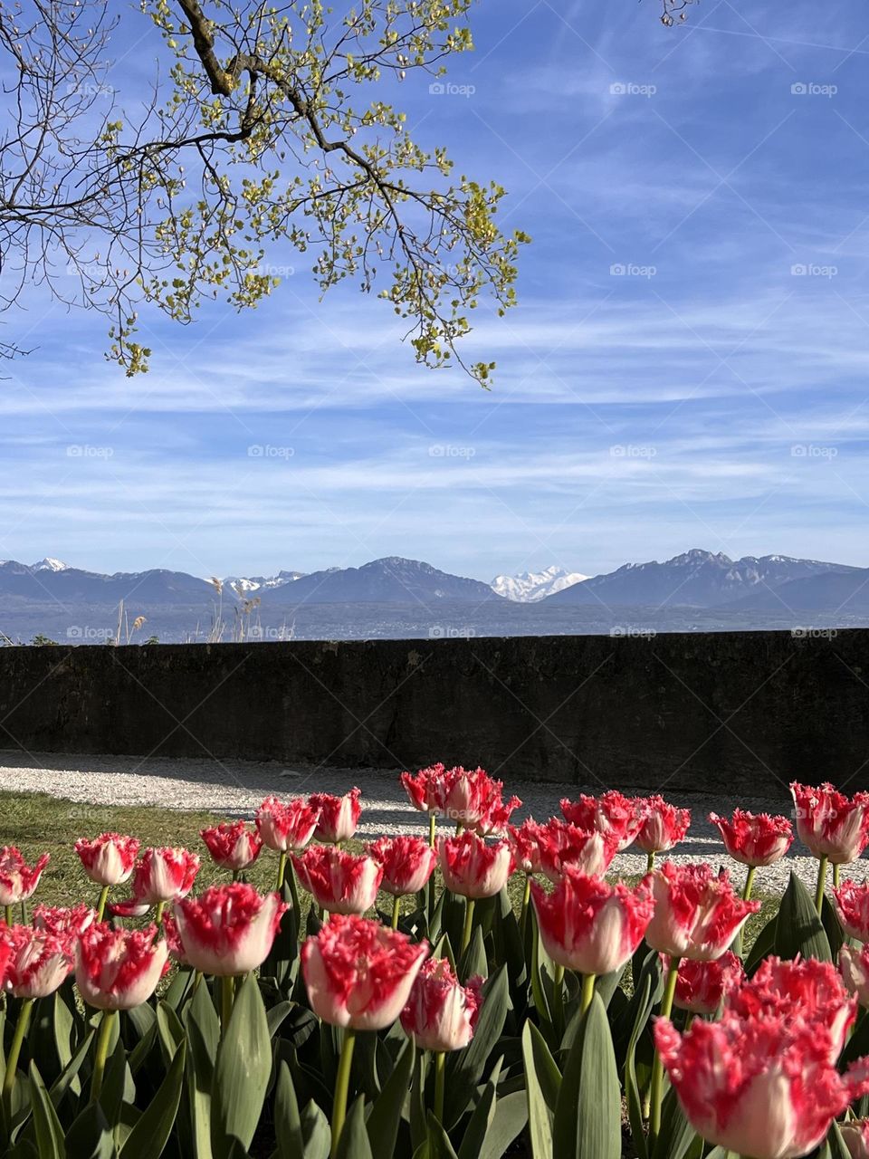 Winter and spring in one photo, amazing mountains snd beautiful tulips 